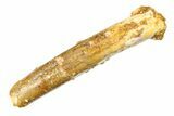 Fossil Sauropod Dinosaur (Rebbachisaurus) Tooth - Morocco #297392-1